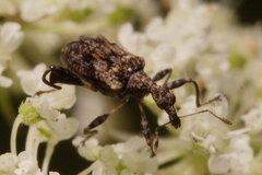 Stephanorhynchus lawsoni