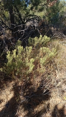 Leucadendron lanigerum lanigerum