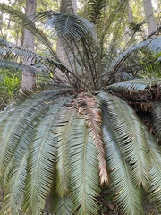 Lepidozamia peroffskyana