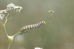 Zegris eupheme menestho