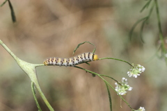 Zegris eupheme menestho