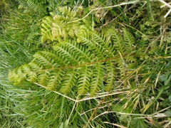 Cyathea cooperi