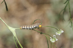 Zegris eupheme menestho