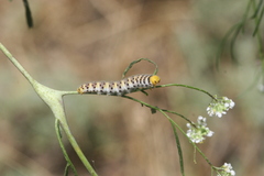Zegris eupheme menestho