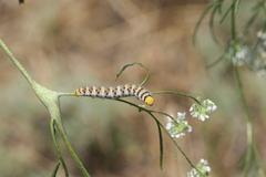 Zegris eupheme menestho