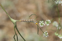 Zegris eupheme menestho
