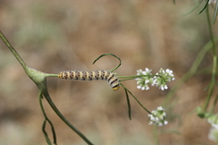 Zegris eupheme menestho