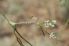Zegris eupheme menestho