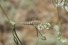 Zegris eupheme menestho