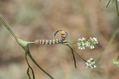 Zegris eupheme menestho