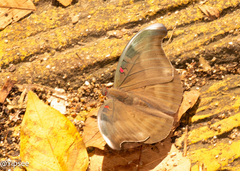 Dophla evelina