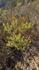 Leucadendron lanigerum lanigerum