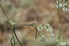 Zegris eupheme menestho