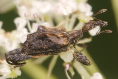 Stephanorhynchus lawsoni