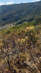Leucadendron lanigerum