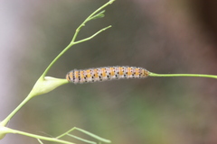 Zegris eupheme menestho