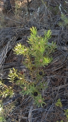 Leucadendron lanigerum lanigerum