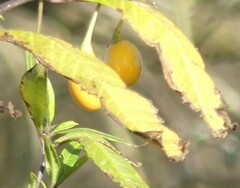 Solanum laciniatum