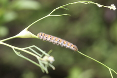 Zegris eupheme menestho