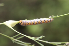Zegris eupheme menestho