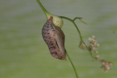 Zegris eupheme menestho