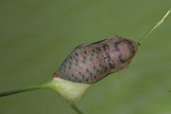 Zegris eupheme menestho