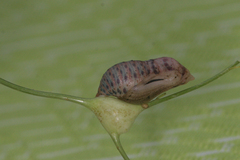 Zegris eupheme menestho