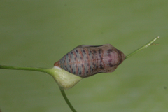 Zegris eupheme menestho