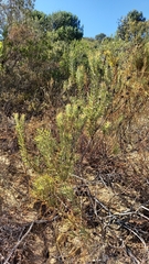 Leucadendron lanigerum lanigerum