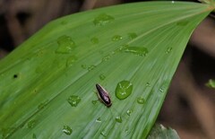 Pseudophyllodromia laticeps
