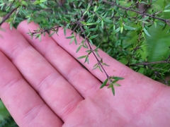 Coprosma microcarpa