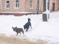 Canis familiaris