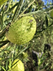 Gomphocarpus physocarpus