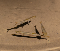 Chrosomus erythrogaster