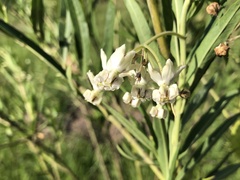Gomphocarpus physocarpus