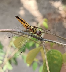 Aethriamanta brevipennis