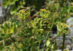 Bupleurum stellatum