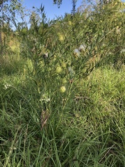 Gomphocarpus physocarpus