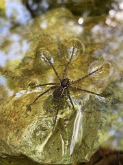 Dolomedes