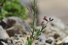 Parrya gracillima
