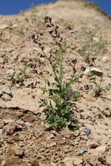 Parrya gracillima