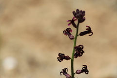 Parrya gracillima