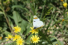 Zegris eupheme menestho