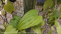 Stemona curtisii