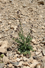 Parrya gracillima