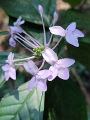 Pseuderanthemum variabile