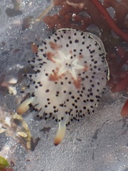 Acanthodoris rhodoceras
