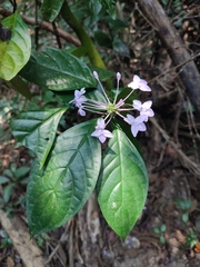 Pseuderanthemum variabile
