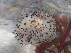 Acanthodoris rhodoceras