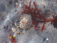 Acanthodoris rhodoceras
